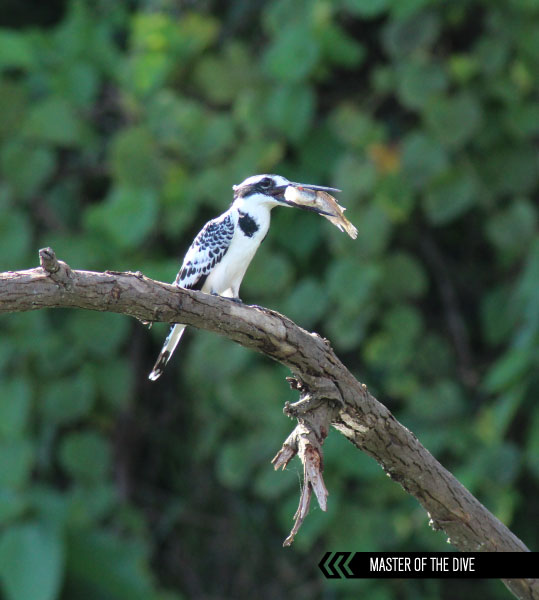 a pied kingfisher eating a silver fish