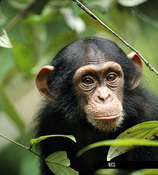 a chimpanzee in the sanctuary